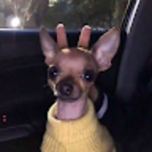 Meet your Posher, Aron adrian